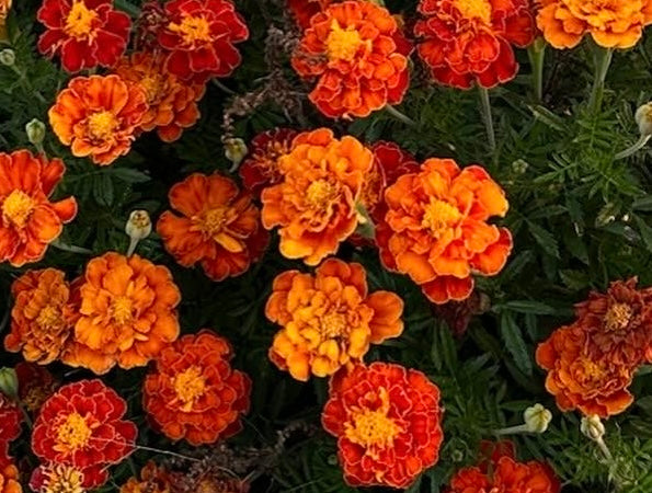 2025 Rohirric Radiance French Marigold Seeds